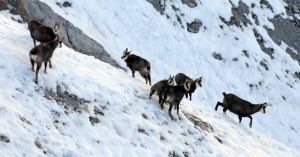 derbo_mammiferes_018